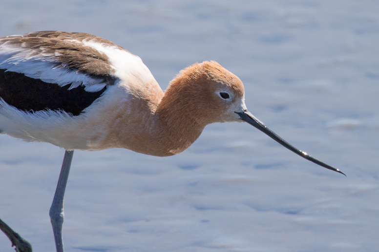 baylands